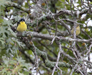 Lesser Goldfinches 5242